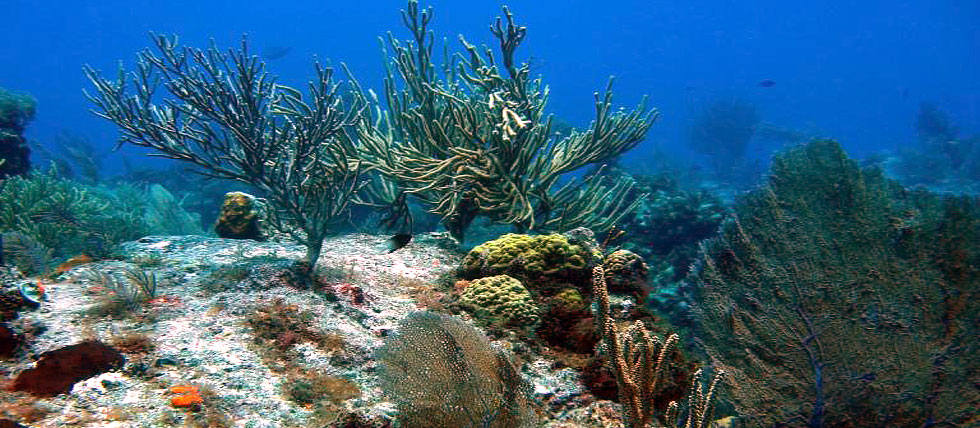 coral_reef