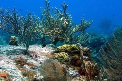 coral_reef